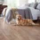 5 Top Flooring Choices for Homes with Pets