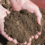 Uncovering the Secrets of Healthy Topsoil: A Gardener’s Guide